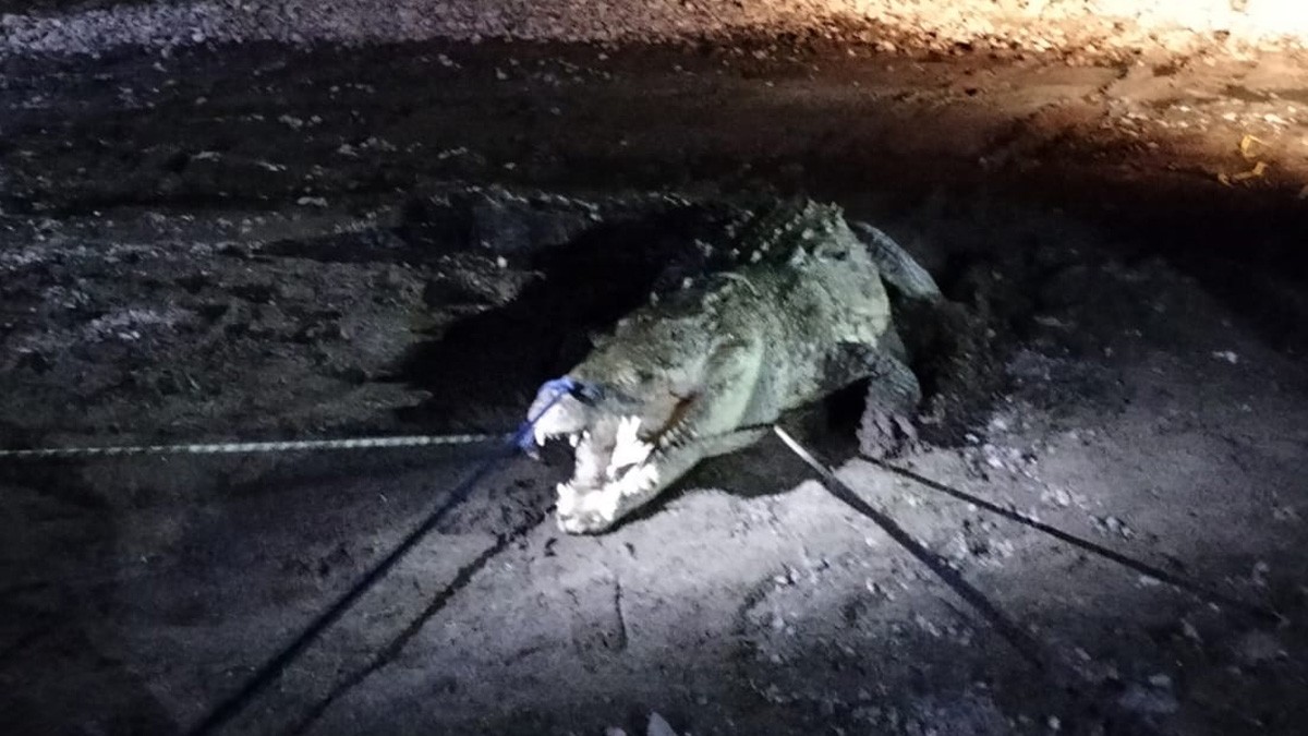 Cocodrilo sorprende a pescador en un río y casi le arranca el brazo