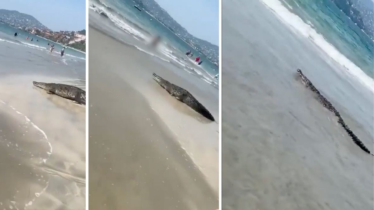 VIDEO ¡Todos gritaron! Captan a cocodrilo entrando a playa de Zihuatanejo frente a bañistas