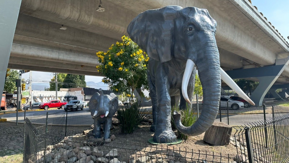 ¿Recuerdas a la elefanta que usaron de guarida? Esto fue lo que pasó con ella