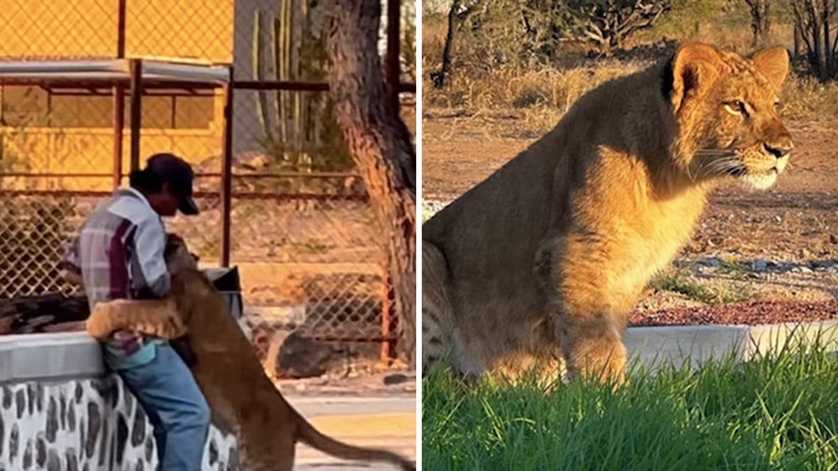VIDEO: ¿Leona o michi? Cachorra rescatada corre emocionada para abrazar a su cuidador