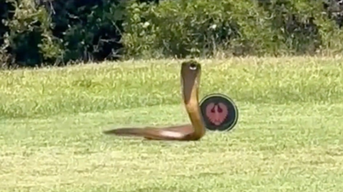 VIDEO ¡Aterrador! Enorme cobra irrumpe en pleno juego de Golf y todos huyen despavoridos