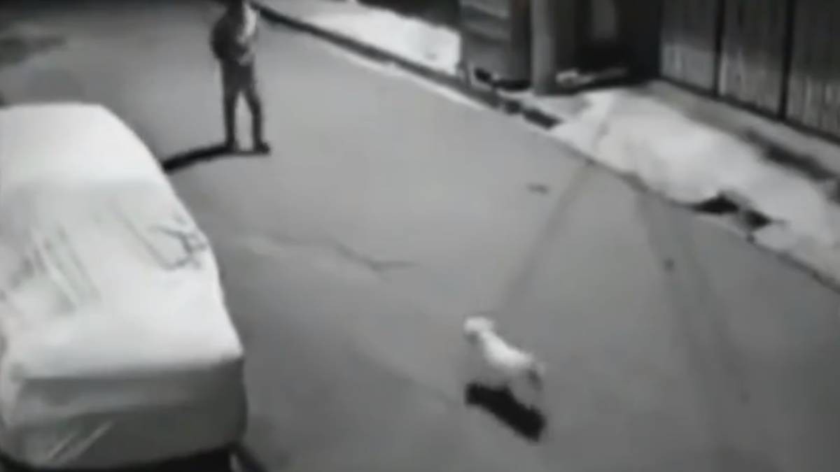 VIDEO ¡Por abusivo! Intenta patear a perrito y así recibió su karma