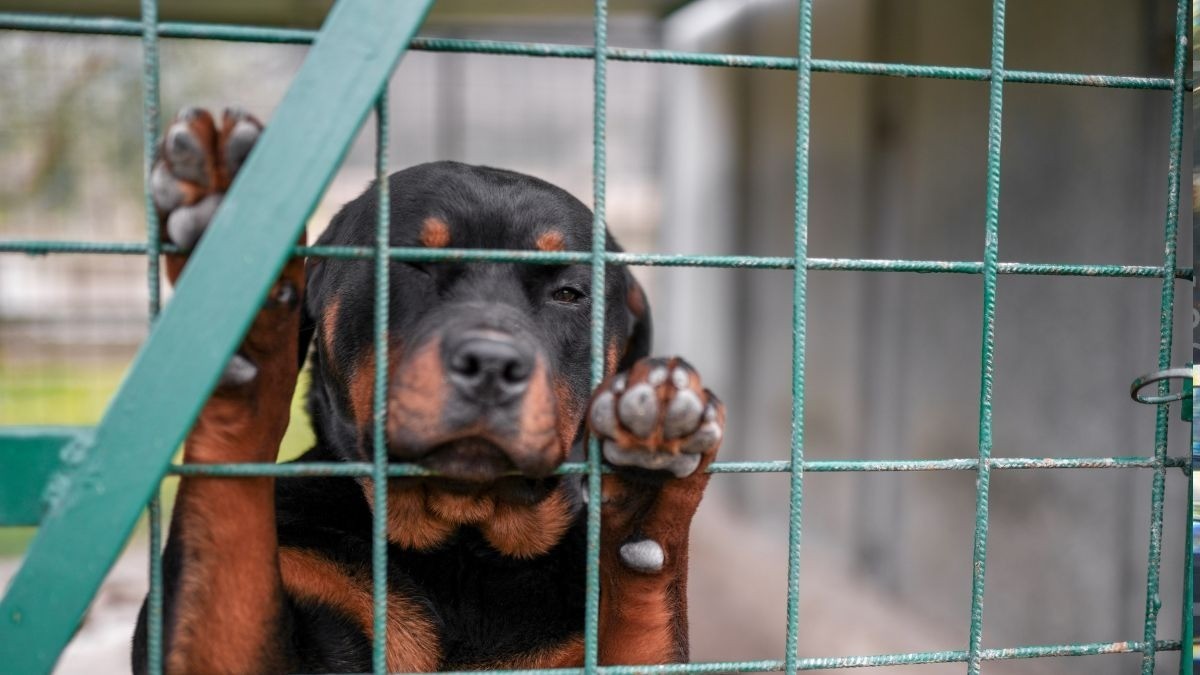 Multa por vender animales en lugares prohibidos de León es de más de 7 mil pesos
