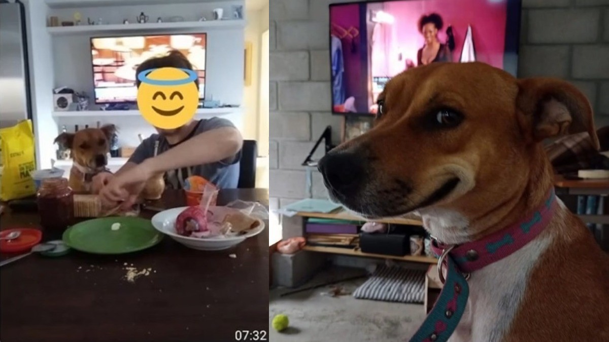 VIDEO ¡Abusadillo! Perrito escapa de su casa para irse a desayunar con la vecina