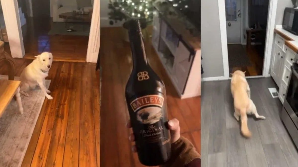 ¿Perrito fiestero? Dueña llega a casa y descubre que su mascota se tomó dos botellas de alcohol