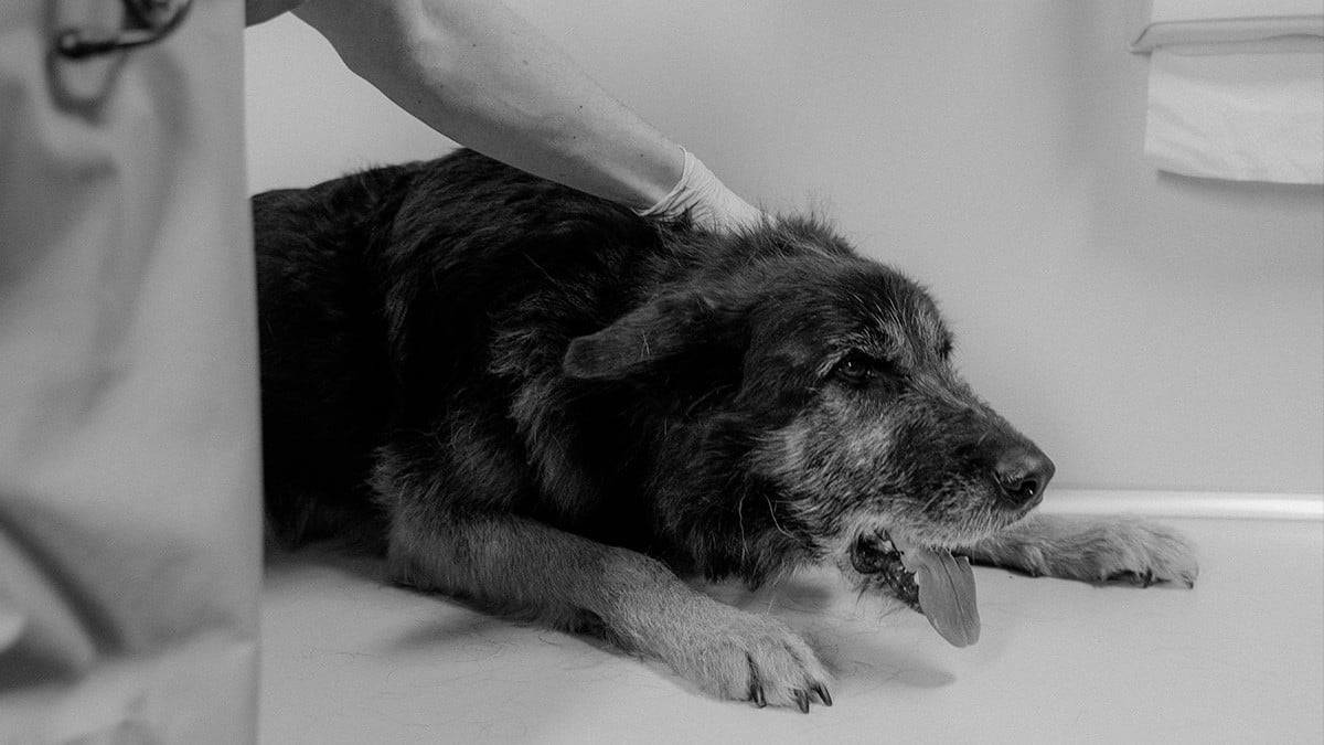 ¡Cuida a tu mascota! Nueva enfermedad afecta a los perritos y puede provocar su muerte