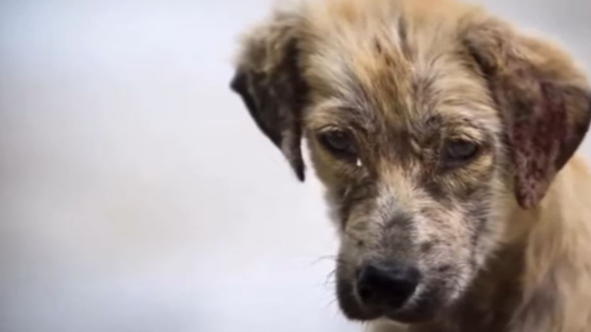 Urgen clínicas veterinarias públicas, no aplicar la eutanasia: protectoras de animales