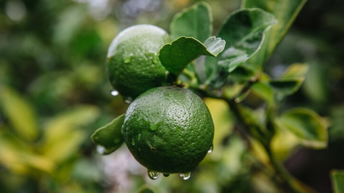 Productores dejan de cultivar limón por extorsiones del narco; advierten posible aumento