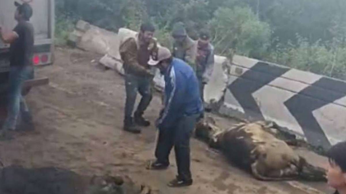 Vuelca camión con ganado y pobladores destazan a los animales para llevarlos en partes