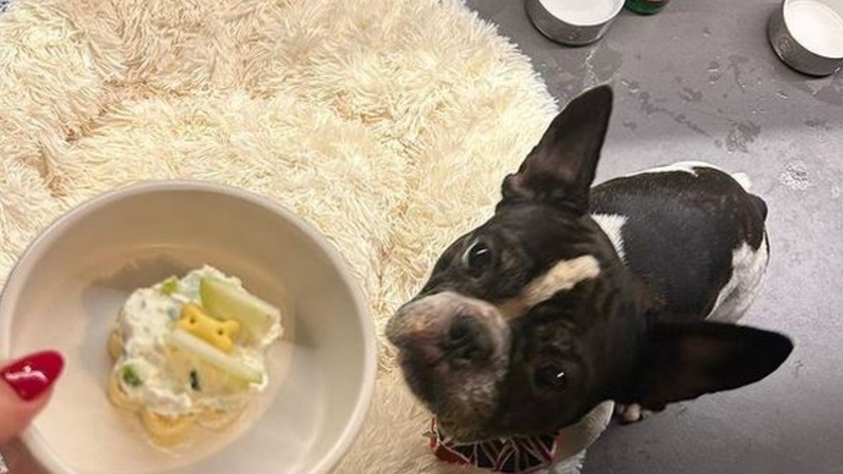 ¡Guau!, en este restaurante puedes entrar con tu perro, ¡y hasta hay un menú para él!