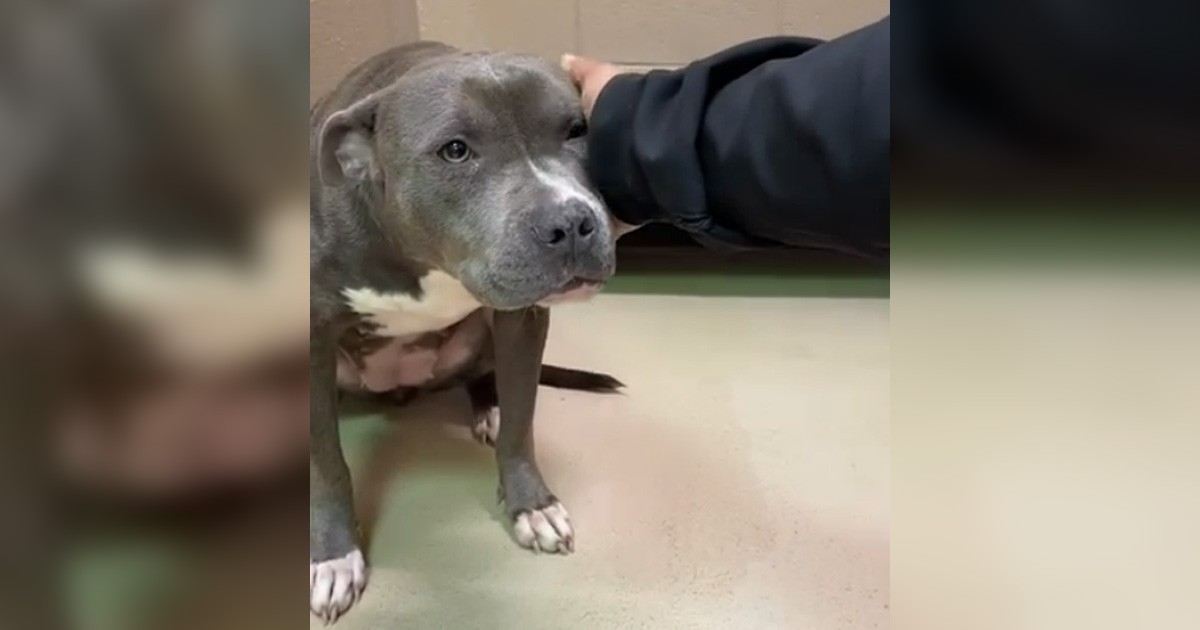 Sobrepoblación en refugio de animales obligará a sacrificar 24 perros; piden por su adopción