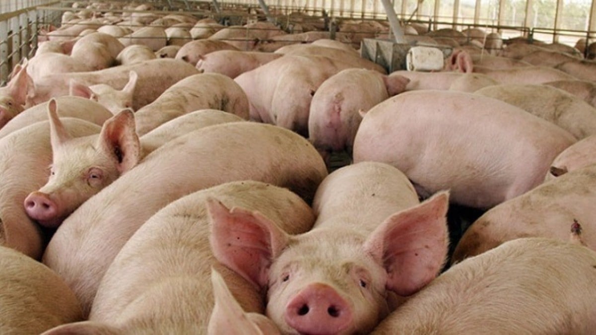 ¡Alerta mundial! Detectan primer caso de gripe porcina en un ser humano