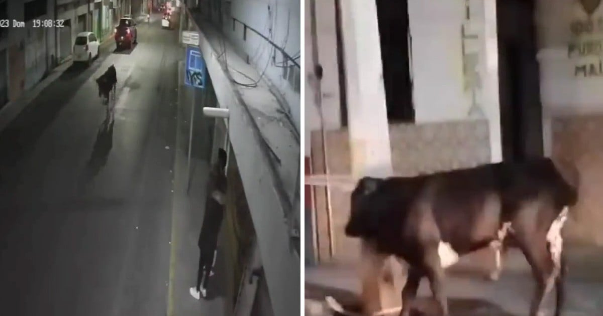 VIDEO: ¡Se les escapó! Toro sale a las calles y siembra terror entre ciudadanos