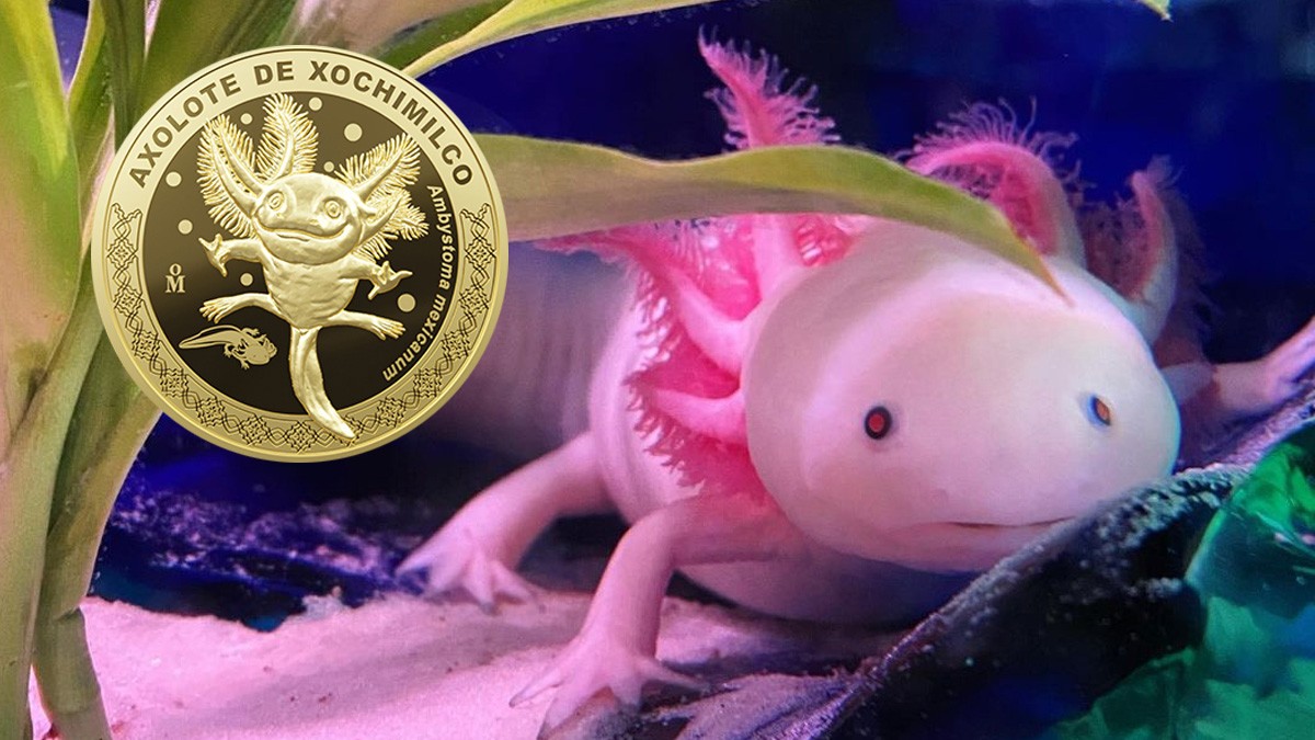 ¿Quieres la moneda conmemorativa del ajolote? Te decimos dónde puedes conseguirla