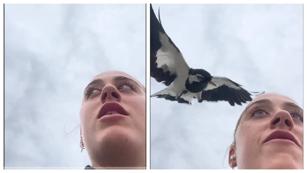VIDEO ¡Espantoso! Ataque de ave en el ojo de una joven conmociona a internet
