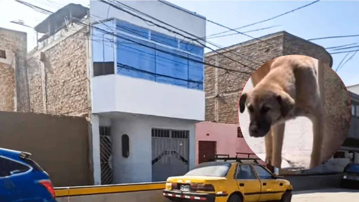 Héroe peludo: Perrito orina sobre explosivo y salva a familia de extorsionadores