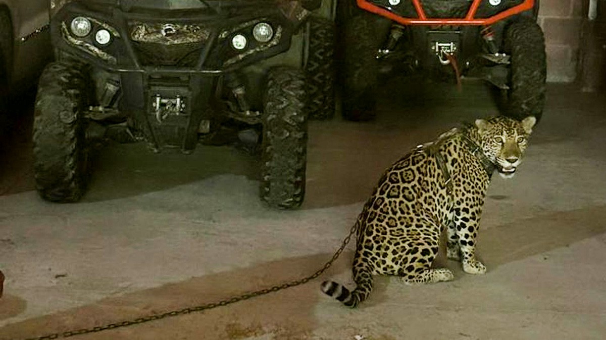 Catean propiedades de líder del CJNG y recuperan armas, vehículos y hasta un jaguar