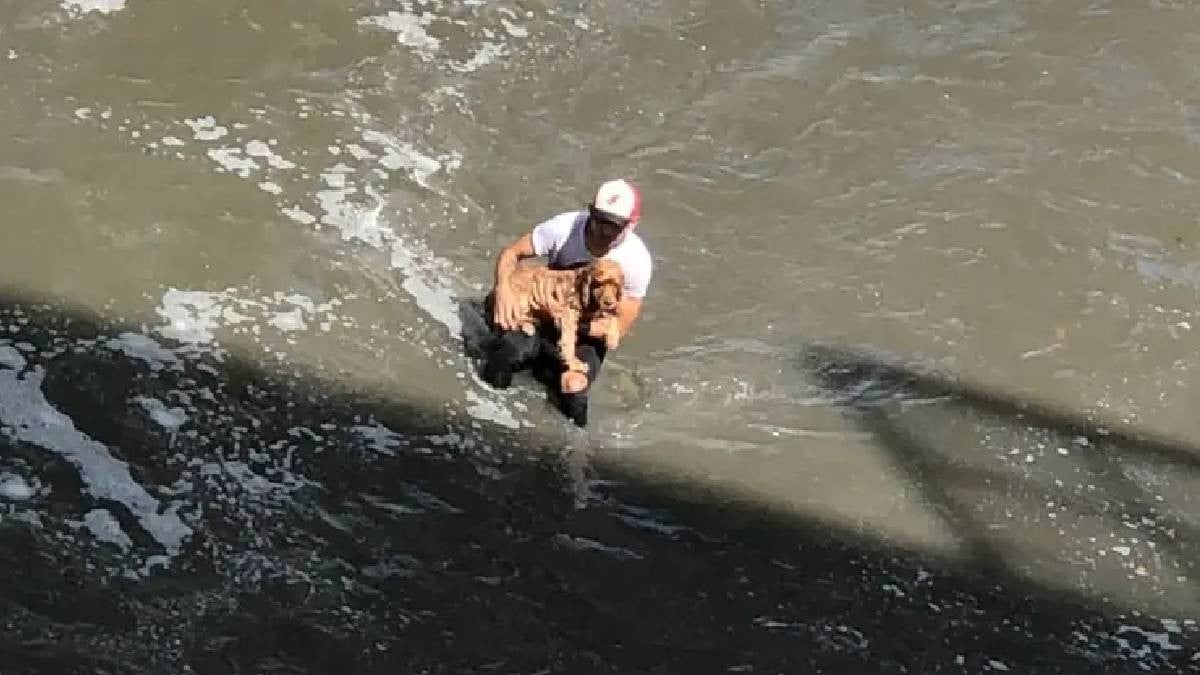 Hombre se lanza a río para salvar a perrito que se ahogaba, “Dios me puso ahí”