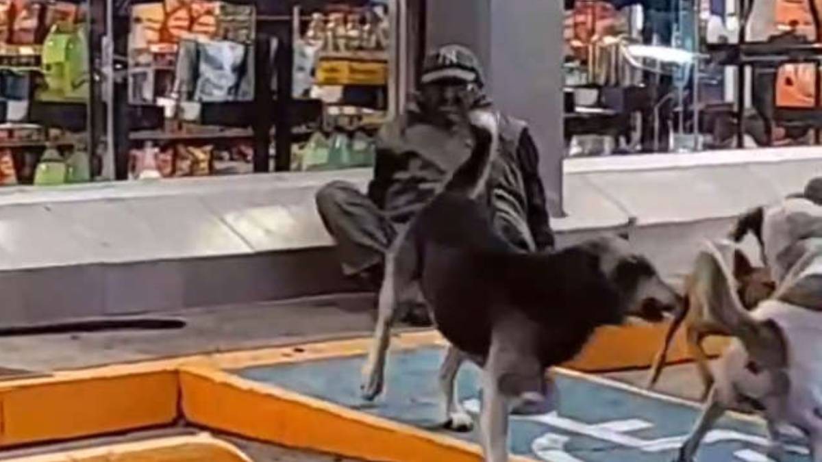 VIDEO Pelean perros callejeros encima de indigente y el que graba no hace nada