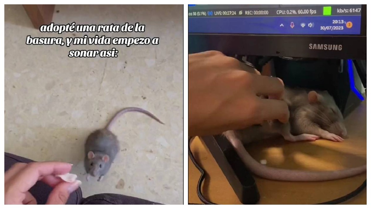 Joven adopta una rata de la basura, lo presume en un video y la tunden en redes