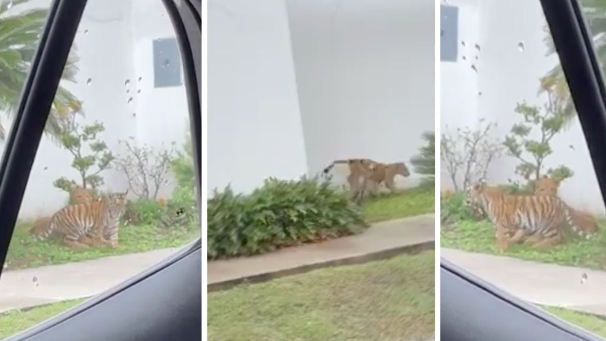 VIDEO Captan a dos cachorros de tigre y león jugando en plena calle