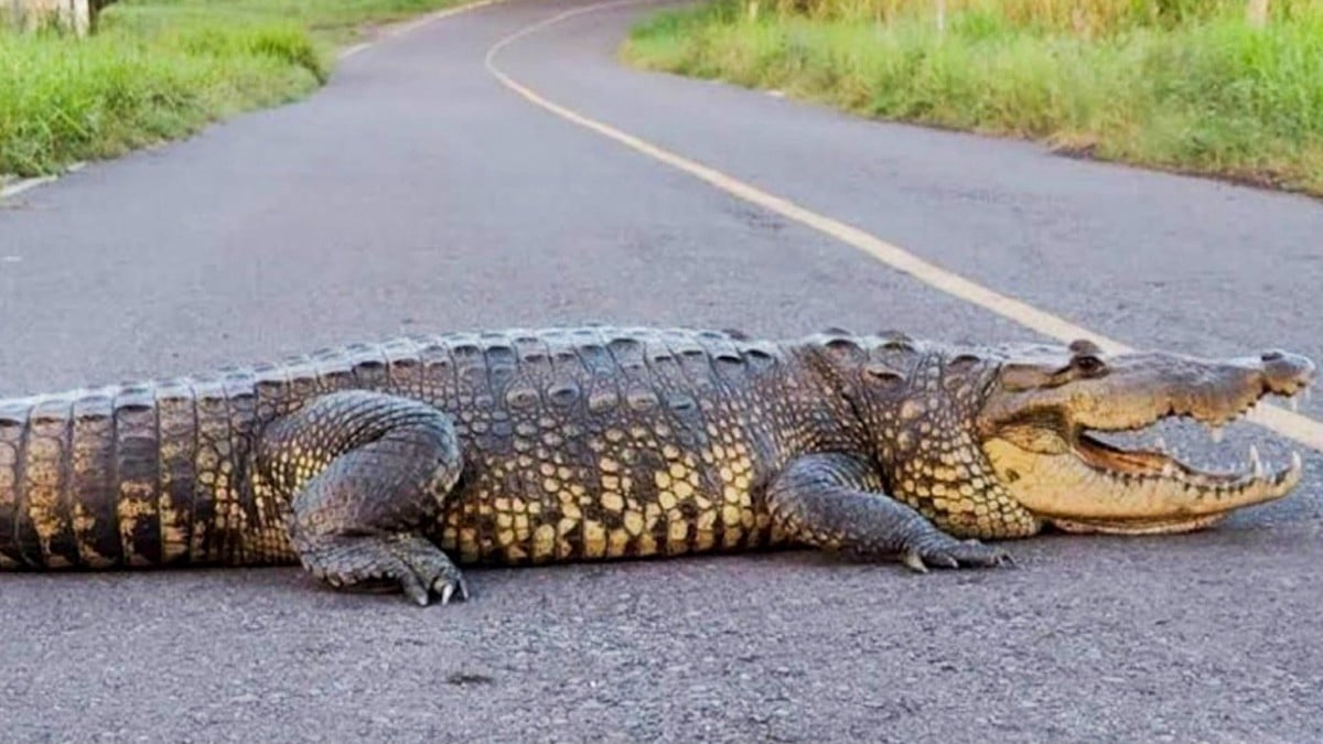 VIDEO: ¡Insólito! Cocodrilo de dos metros detiene el tráfico al cruzar una carretera