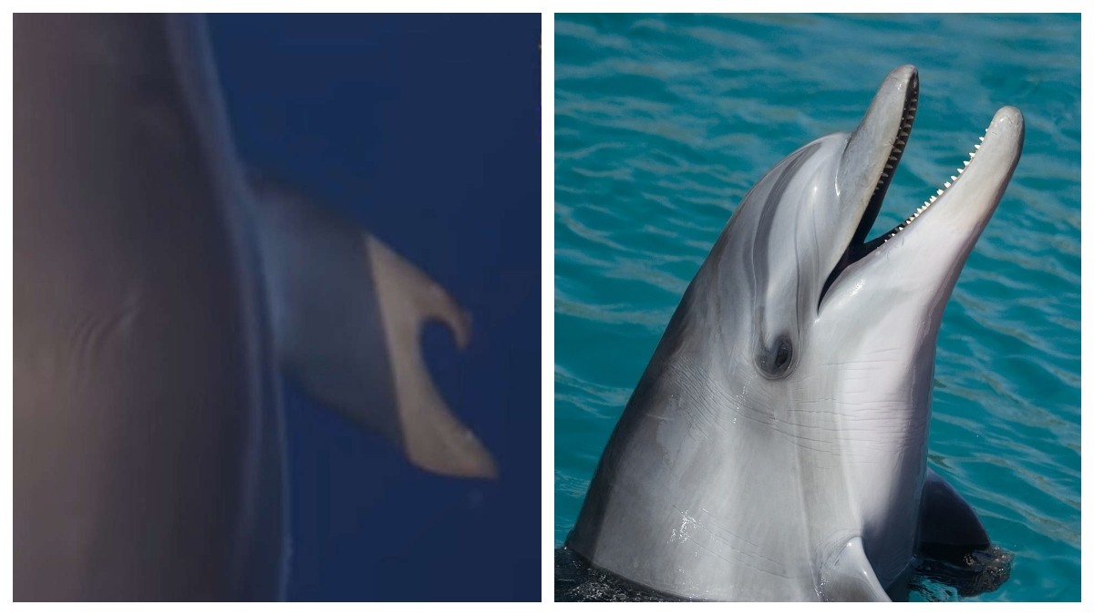 VIDEO Captan a un extraño delfín con pulgares y esto descubrieron