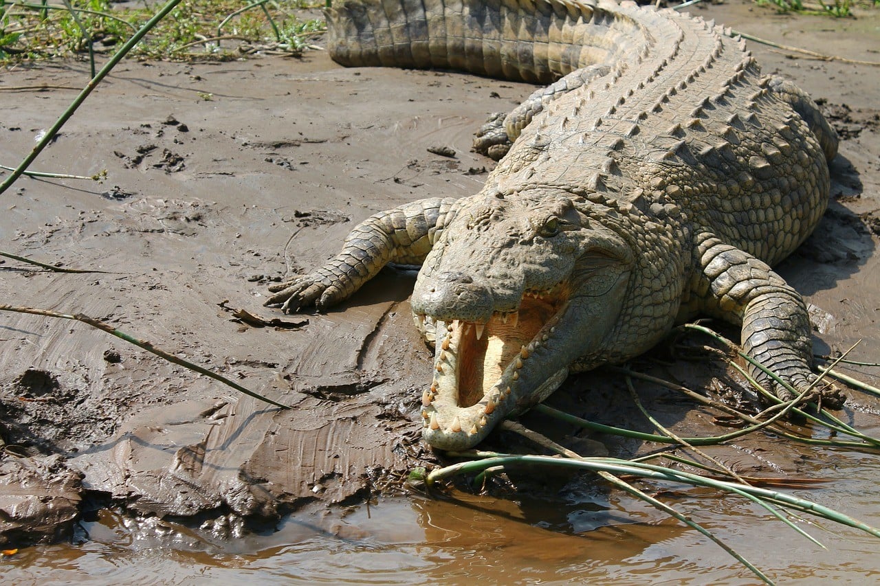 ¡De película! Cocodrilo ataca a joven cuando pescaba y le desprende el brazo