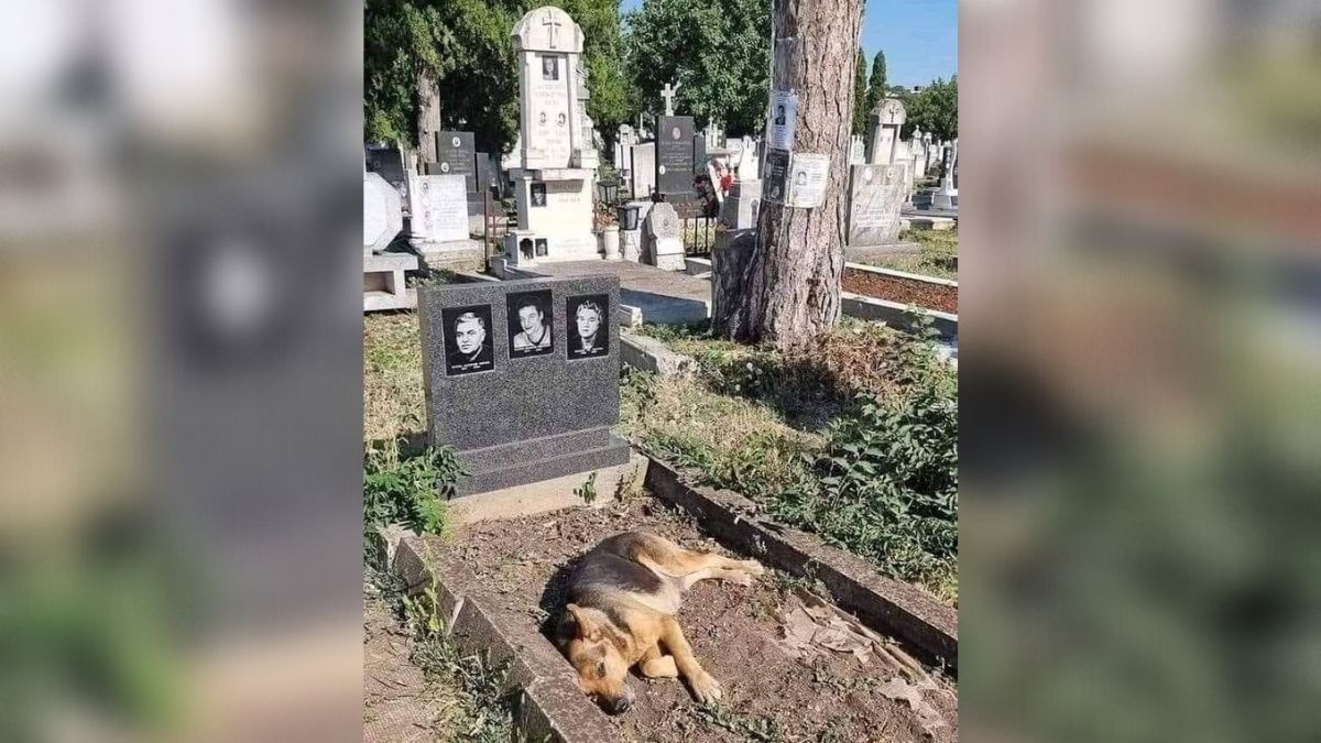 Esta es la historia del Hachiko mexicano, es un pastor alemán y hace esto todos los días