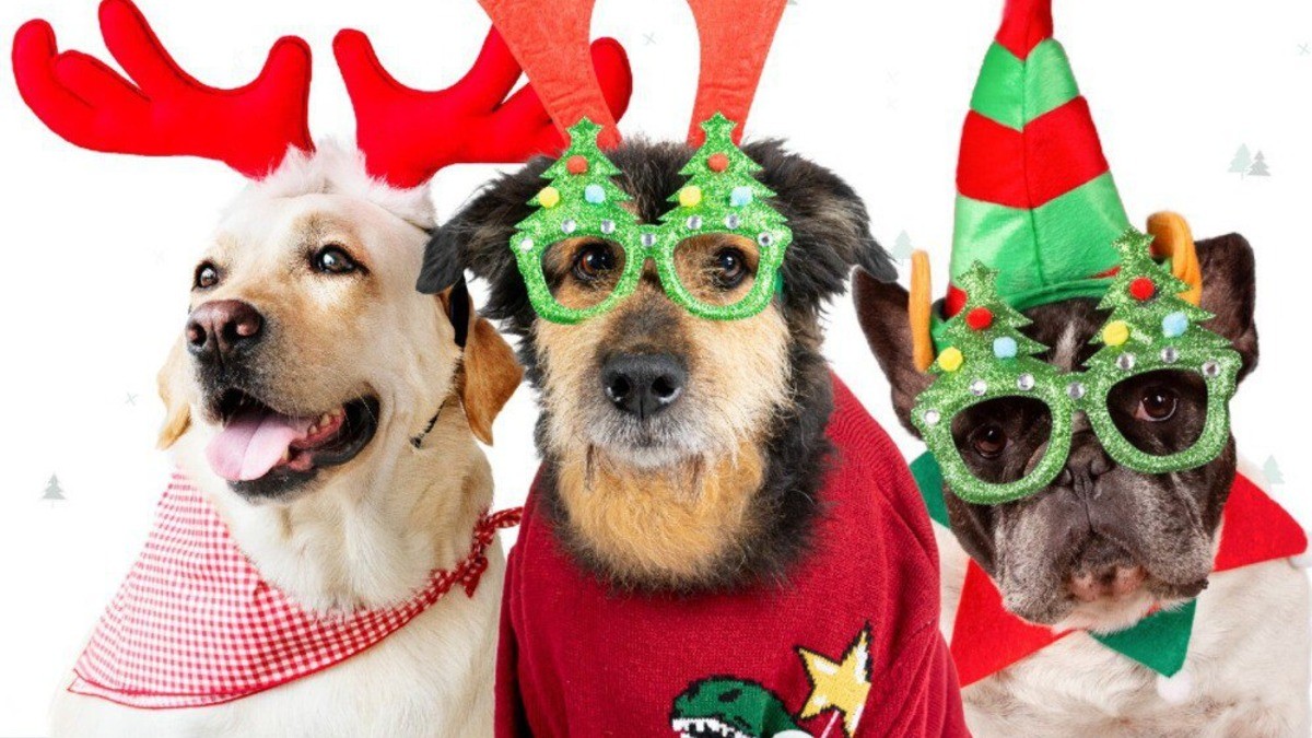 Con desfile canino, gobierno sanmiguelense promueve la adopción de ‘peluditos’