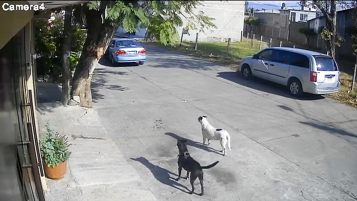VIDEO: Hombre intenta arrollar a dos perritos y luego los pelea con su pitbull