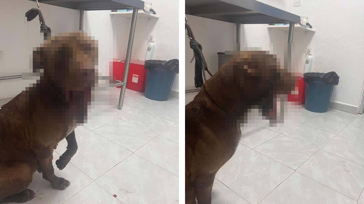 ¡Justicia para Estrellita! Estalla ‘cuete’ cerca de perrita embarazada y le fractura la quijada