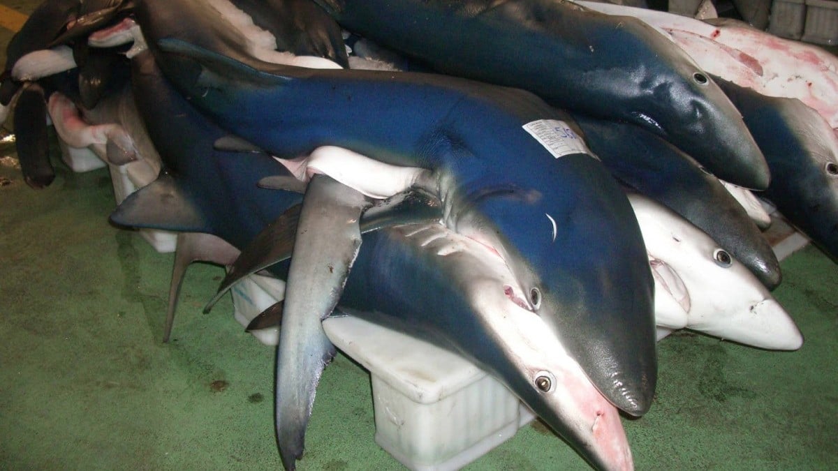 Comerán tiburón, en lugar de bacalao para Navidad por estafa de vendedores