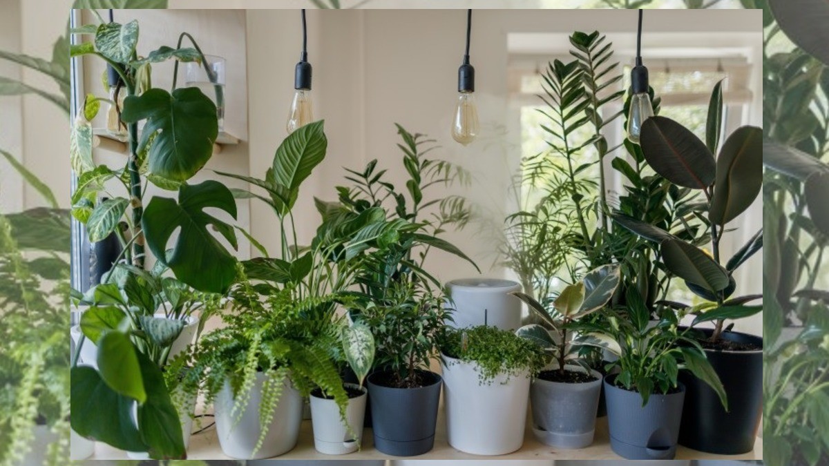 ¿No logras mantener vivas a tus plantas? Te recomiendo cinco bonitas y fáciles de cuidar