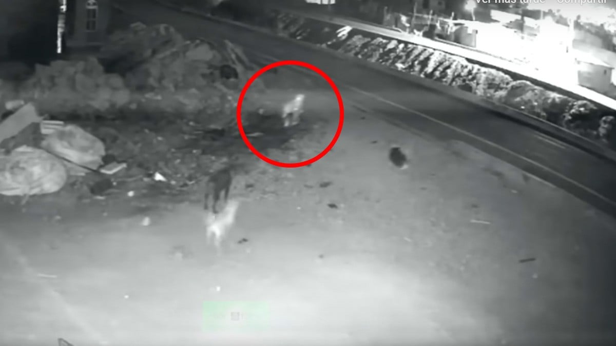 VIDEO: Captan figura fantasmal que desciende y provoca a perros callejeros