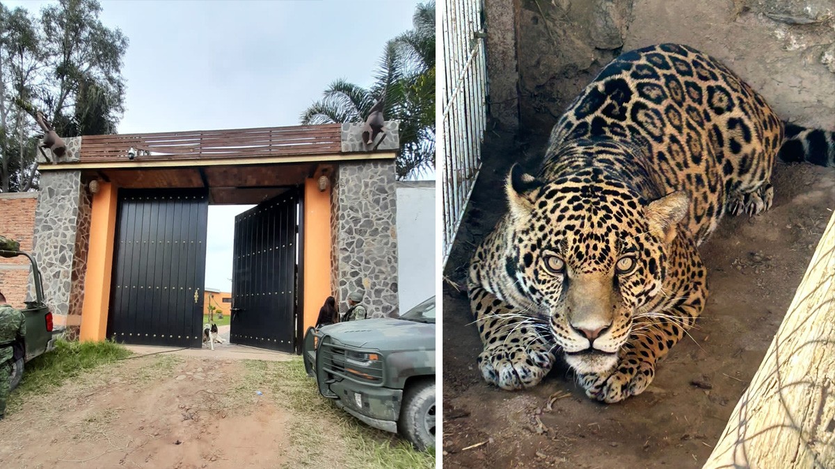 Policías catean fincas y aseguran armas, drogas, un jaguar y un tigre