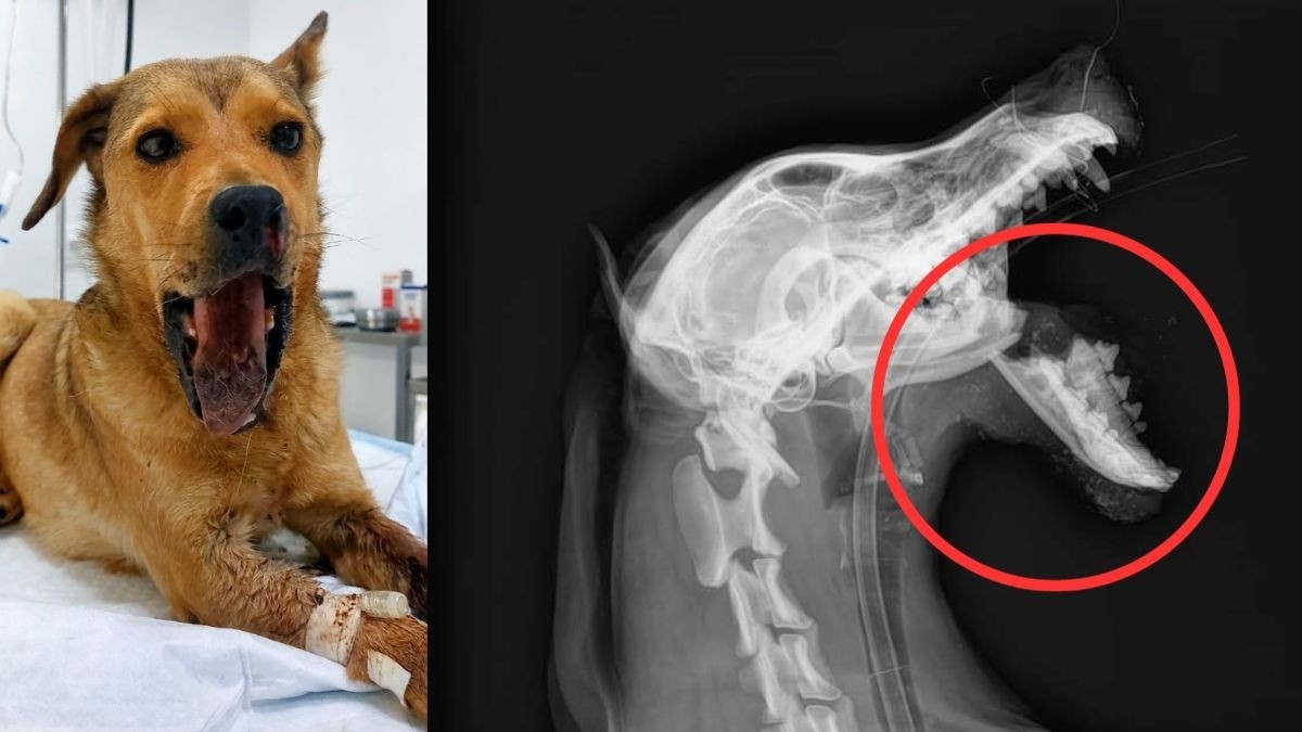 Menor mete cohete al hocico de una perrita callejera, le fractura la mandíbula y la quema