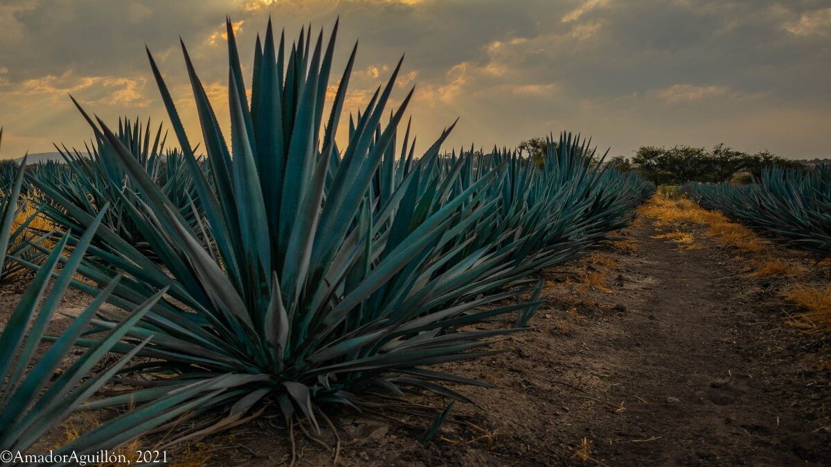 Caen exportaciones de cerveza, tequila y mezcal guanajuatenses en 2023
