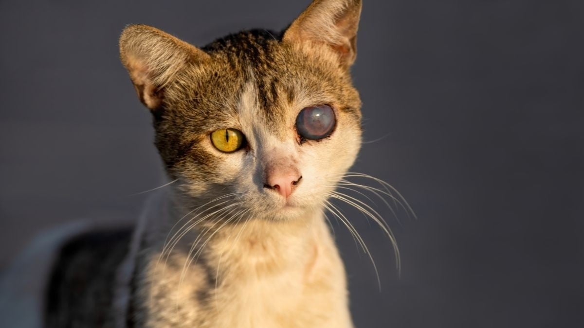 Rescatistas urgen a legislar para proteger a los animales y castigar a quien los maltrata