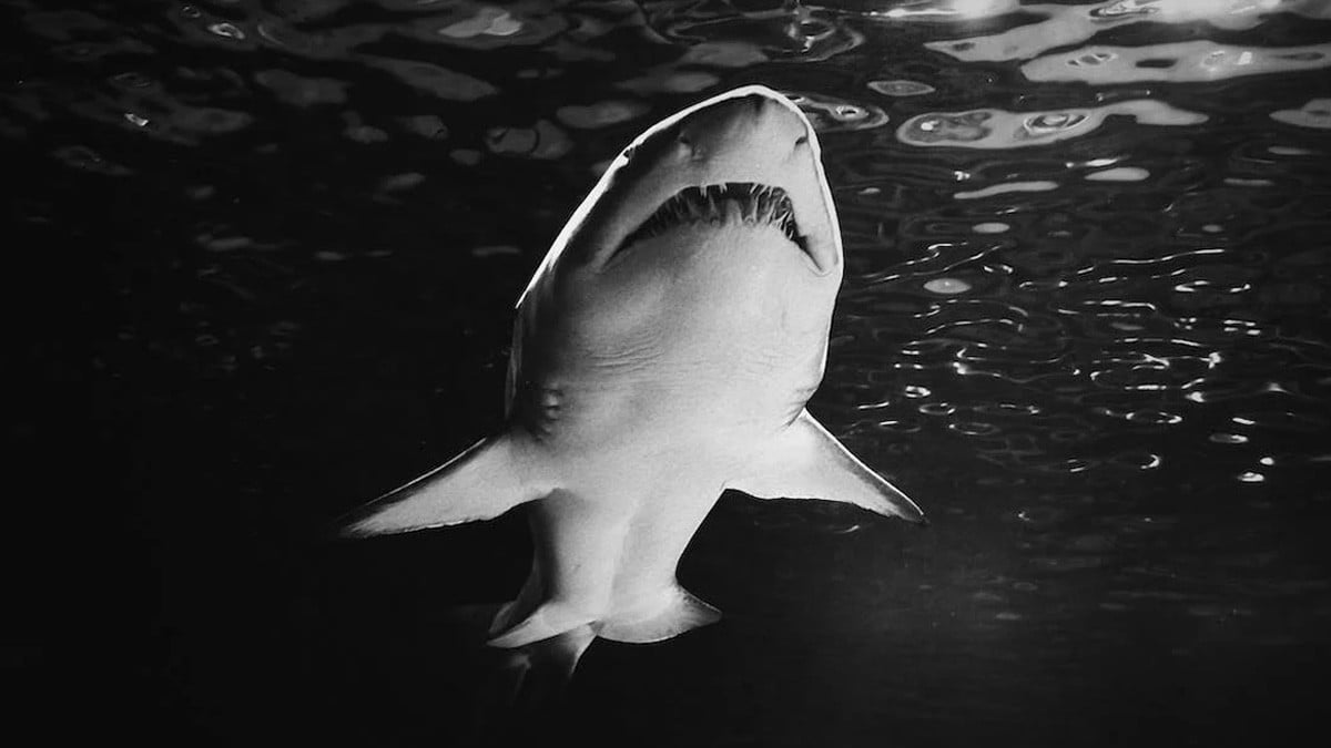 ¡Terror en el agua! Menor muere tras sufrir ataque de un tiburón en la playa