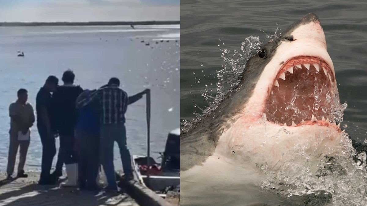 Asesinos marinos: Mata tiburón a joven en ataque en esta playa