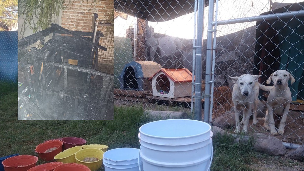 ¡Escandaloso!, incendian con pirotecnia albergue de perritos