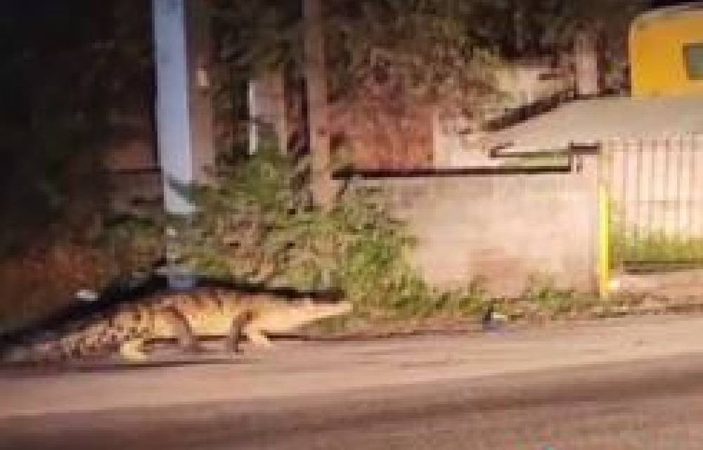 VIDEO Captan a un cocodrilo de tres metros paseando por la mancha urbana