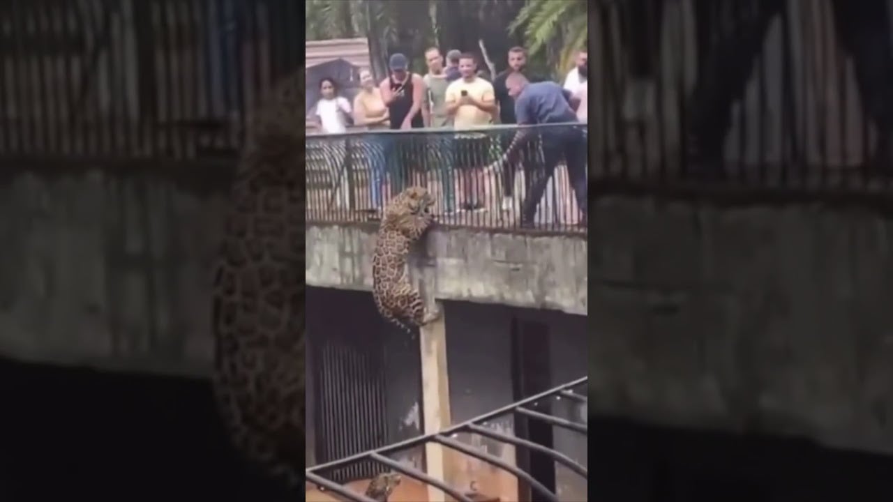 VIDEO Captan cuando jaguar intenta escapar de zoológico y aterroriza a los visitantes