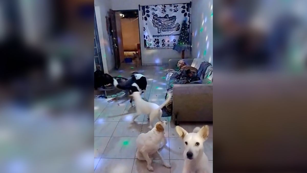 VIDEO Albergue transmite en vivo fiesta perruna y se vuelve un fenómeno