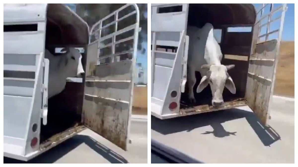VIDEO ¡Azota la res! Olvidan cerrar remolque y cae buey en plena carretera