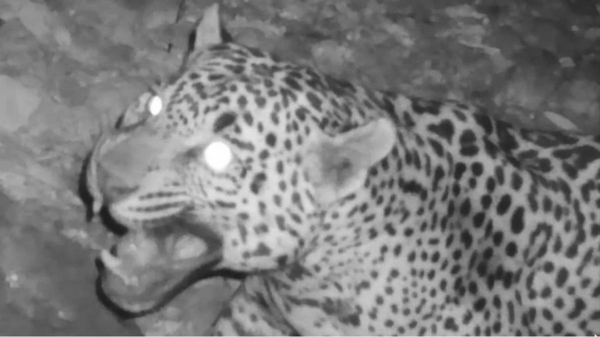 VIDEO Captan nueva especie de jaguar con una cámara oculta