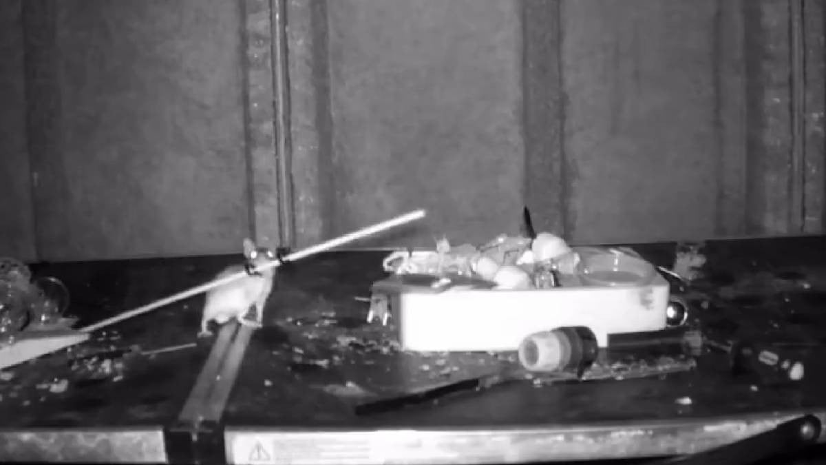 VIDEO ¿Eres tú Ratatouille? Captan al verdadero chefcito con cámara de visión nocturna