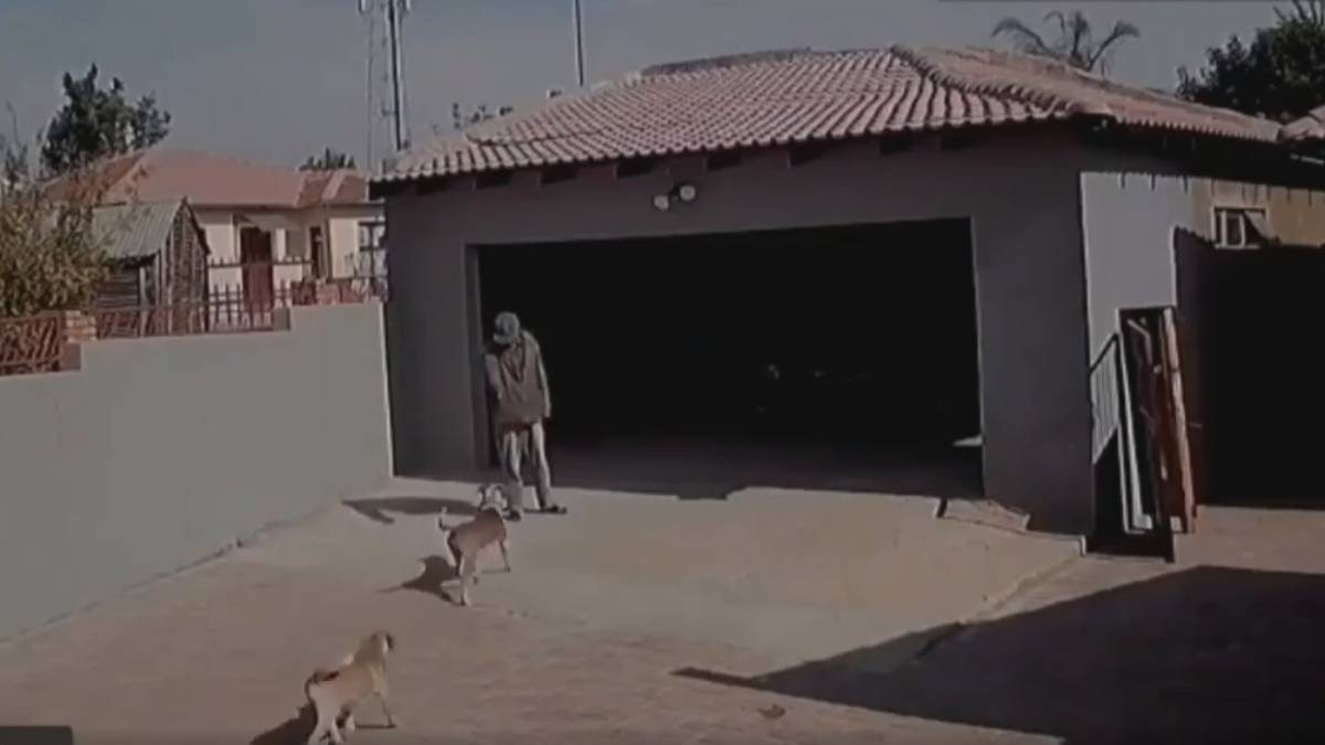 VIDEO Captan cuando hombre entra a una casa para robar, pero dos perritos lo impiden