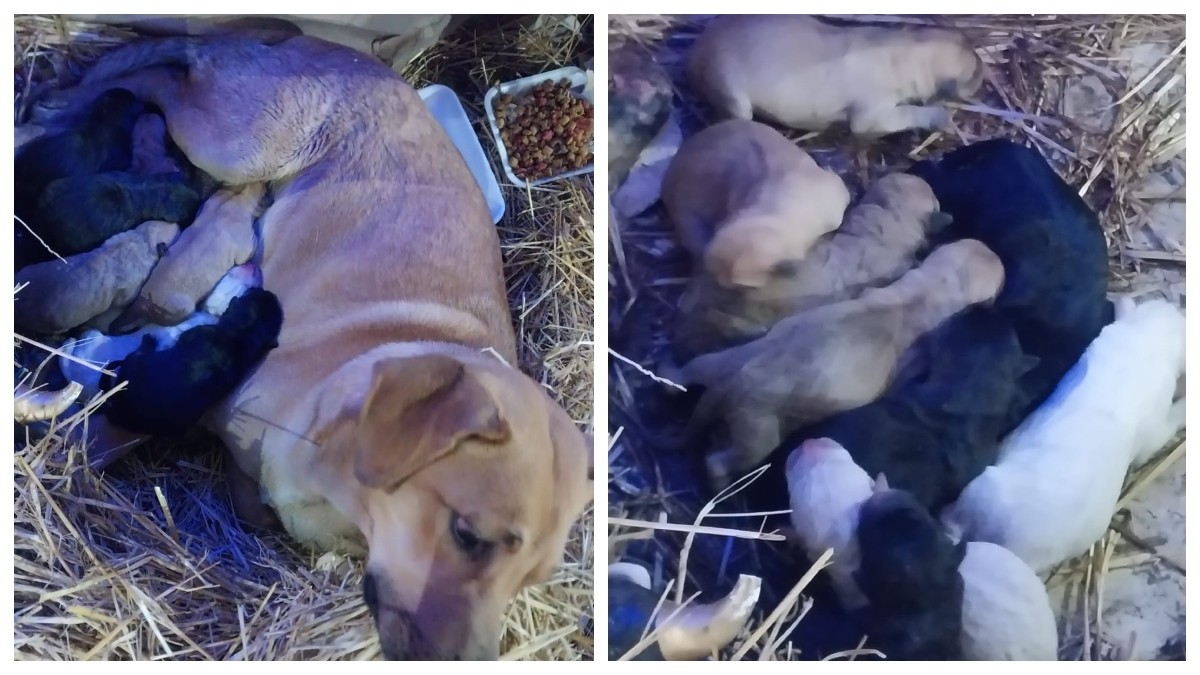 VIDEO Perrita callejera da a luz a cachorros en el Nacimiento de la plaza pública
